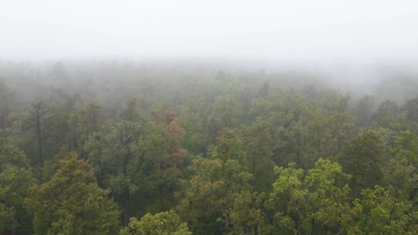 雨の秋の天気で霧の中の森。ウクライナだ。空中ビュー、スローモーション — ストック動画