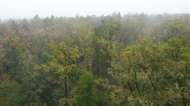Yağmurlu sonbahar havasında sisli bir orman. Ukrayna. Hava görüntüsü, yavaş çekim