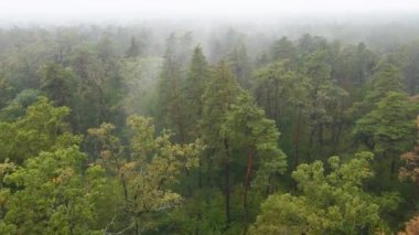 Yağmurlu sonbahar havasında sisli bir orman. Ukrayna. Hava görüntüsü, yavaş çekim