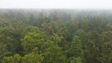Yağmurlu sonbahar havasında sisli bir orman. Ukrayna. Hava görüntüsü, yavaş çekim