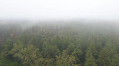 Yağmurlu sonbahar havasında sisli bir orman. Ukrayna. Hava görüntüsü, yavaş çekim