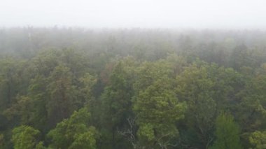 Yağmurlu sonbahar havasında sisli bir orman. Ukrayna. Hava görüntüsü, yavaş çekim