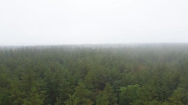 Yağmurlu sonbahar havasında sisli bir orman. Ukrayna. Hava görüntüsü, yavaş çekim