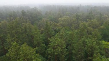 Yağmurlu sonbahar havasında sisli bir orman. Ukrayna. Hava görüntüsü, yavaş çekim