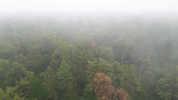 雨の秋の天気で霧の中の森。ウクライナだ。空中ビュー、スローモーション — ストック動画