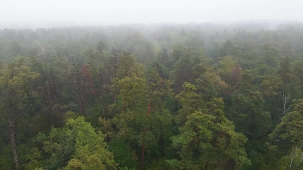 Forêt dans le brouillard par temps pluvieux d'automne. Ukraine. Vue aérienne, ralenti