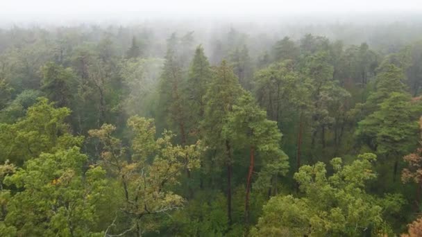 Bosque en niebla en clima lluvioso de otoño. Ucrania. Vista aérea, cámara lenta — Vídeo de stock