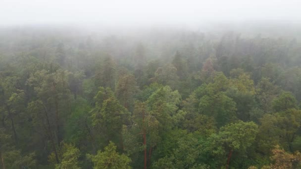 Las we mgle w deszczową jesienną pogodę. Ukraina. Widok z lotu ptaka, zwolnione tempo — Wideo stockowe