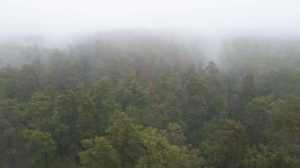 Skog i dimma i regnigt höstväder. Ukraina. Flygvy, slow motion — Stockvideo