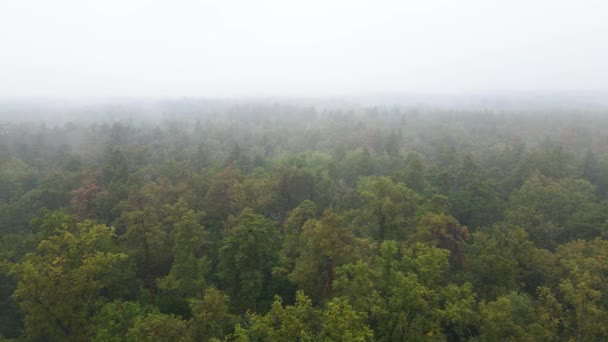 雨の秋の天気で霧の中の森。ウクライナだ。空中ビュー、スローモーション — ストック動画