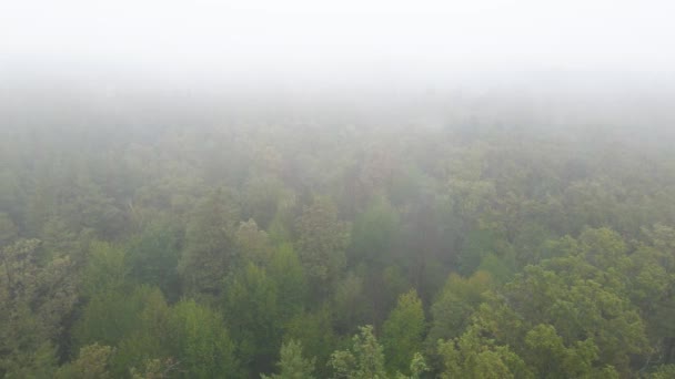 雨の秋の天気で霧の中の森。ウクライナだ。空中ビュー、スローモーション — ストック動画