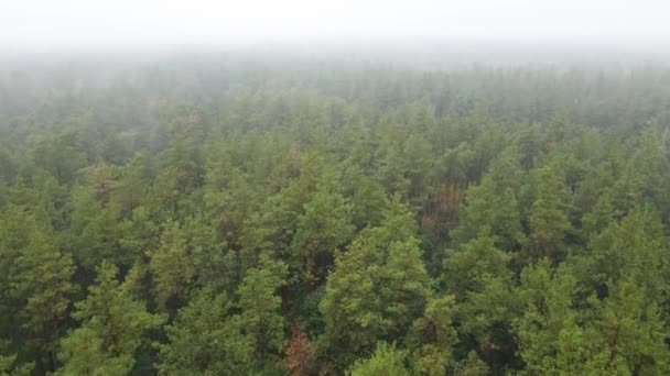 Лес в тумане в дождливую осеннюю погоду. Украина. Вид с воздуха, замедленная съемка — стоковое видео