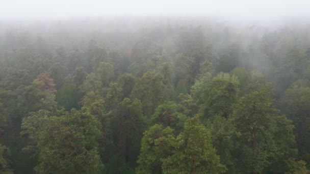 秋天的雨天,森林在雾中.乌克兰。空中景观，慢动作 — 图库视频影像