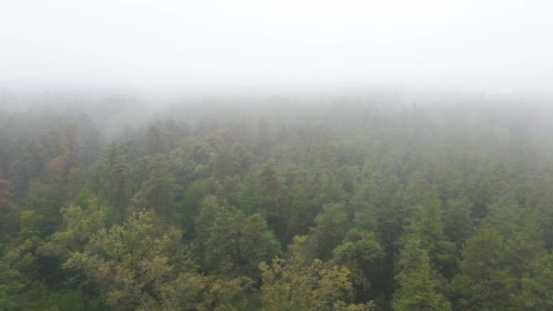 Wald im Nebel bei regnerischem Herbstwetter. Ukraine. Luftaufnahme, Zeitlupe — Stockvideo