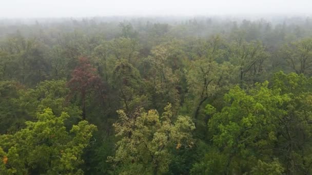 Δάσος στην ομίχλη σε βροχερό φθινοπωρινό καιρό. Ουκρανία. Αεροφωτογραφία, αργή κίνηση — Αρχείο Βίντεο