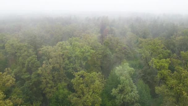 Ліс у тумані в дощову осінню погоду. Україна. Повітряний вид, повільний рух. — стокове відео