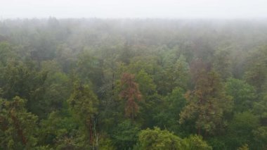 Yağmurlu sonbahar havasında sisli bir orman. Ukrayna. Hava görüntüsü, yavaş çekim
