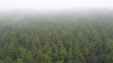 Yağmurlu sonbahar havasında sisli bir orman. Ukrayna. Hava görüntüsü, yavaş çekim