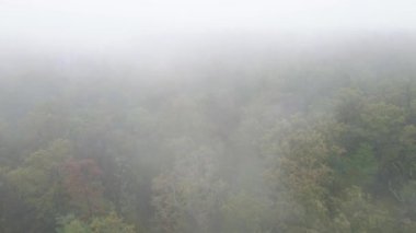 Yağmurlu sonbahar havasında sisli bir orman. Ukrayna. Hava görüntüsü, yavaş çekim