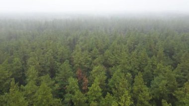 Yağmurlu sonbahar havasında sisli bir orman. Ukrayna. Hava görüntüsü, yavaş çekim