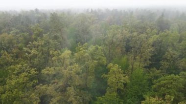 Yağmurlu sonbahar havasında sisli bir orman. Ukrayna. Hava görüntüsü, yavaş çekim