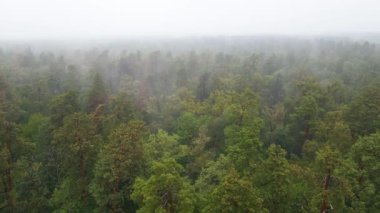 Yağmurlu sonbahar havasında sisli bir orman. Ukrayna. Hava görüntüsü, yavaş çekim