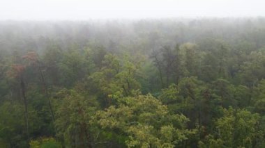 Yağmurlu sonbahar havasında sisli bir orman. Ukrayna. Hava görüntüsü, yavaş çekim