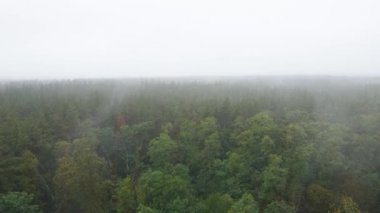 Yağmurlu sonbahar havasında sisli bir orman. Ukrayna. Hava görüntüsü, yavaş çekim