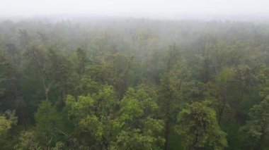 Yağmurlu sonbahar havasında sisli bir orman. Ukrayna. Hava görüntüsü, yavaş çekim