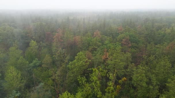 Foresta nebbia in autunno piovoso. Ucraina. Vista aerea, rallentatore — Video Stock