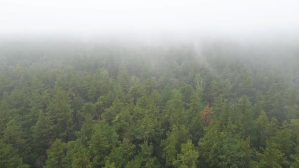 雨の秋の天気で霧の中の森。ウクライナだ。空中ビュー、スローモーション — ストック動画