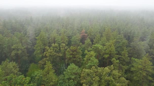 Forêt dans le brouillard par temps pluvieux d'automne. Ukraine. Vue aérienne, ralenti