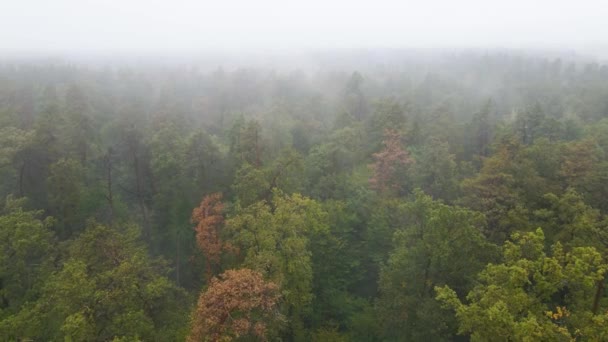 Forest in fog in rainy autumn weather. Ukraine. Aerial view, slow motion — Stock Video