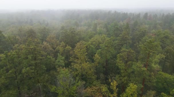 Forest in fog in rainy autumn weather. Ukraine. Aerial view, slow motion — Stock Video