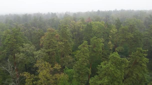 Wald im Nebel bei regnerischem Herbstwetter. Ukraine. Luftaufnahme, Zeitlupe — Stockvideo