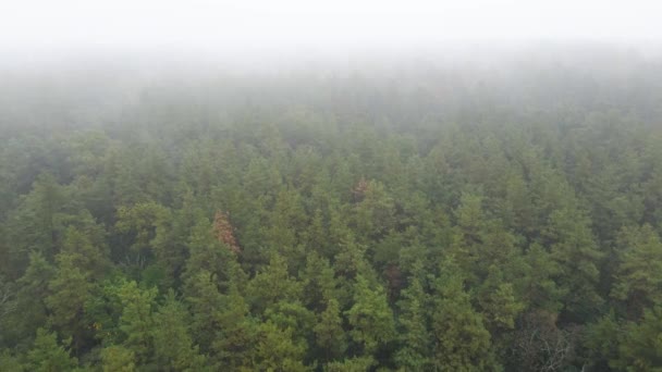 雨の秋の天気で霧の中の森。ウクライナだ。空中ビュー、スローモーション — ストック動画