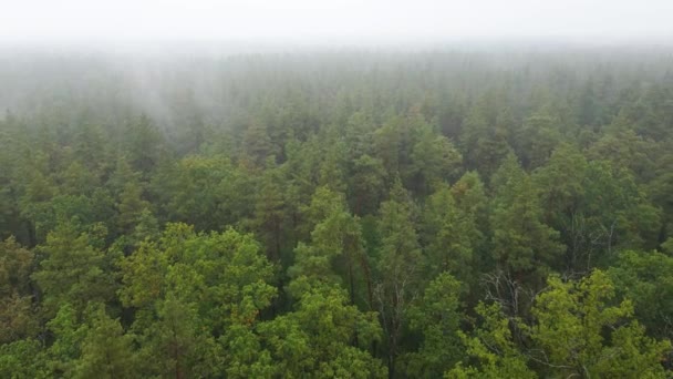 Yağmurlu sonbahar havasında sisli bir orman. Ukrayna. Hava görüntüsü, yavaş çekim — Stok video