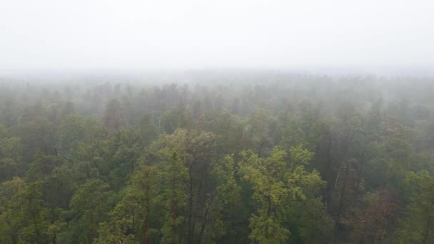 Skog i dimma i regnigt höstväder. Ukraina. Flygvy, slow motion — Stockvideo