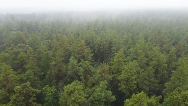 Wald im Nebel bei regnerischem Herbstwetter. Ukraine. Luftaufnahme, Zeitlupe — Stockvideo