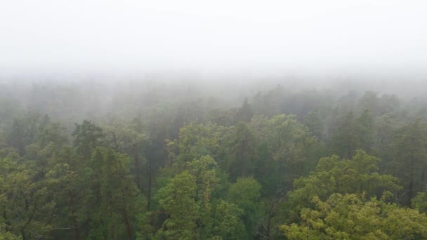 Bos in mist bij regenachtig herfstweer. Oekraïne. Luchtfoto, slow motion — Stockvideo