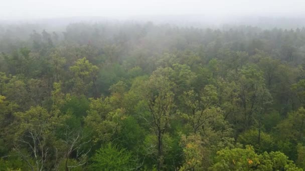 秋天的雨天,森林在雾中.乌克兰。空中景观，慢动作 — 图库视频影像