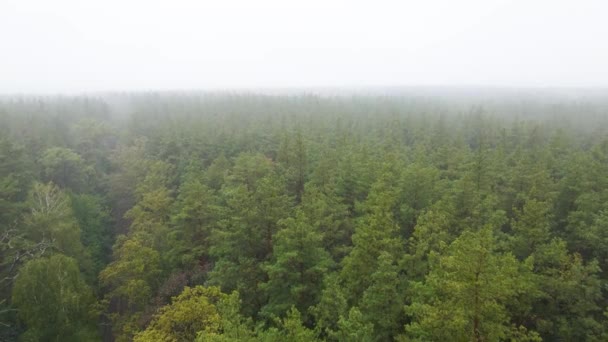 Wald im Nebel bei regnerischem Herbstwetter. Ukraine. Luftaufnahme, Zeitlupe — Stockvideo
