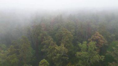 Ormanın hava manzarasında sis var.