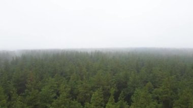 Ormanın hava manzarasında sis var.