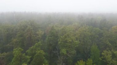 Ormanın hava manzarasında sis var.