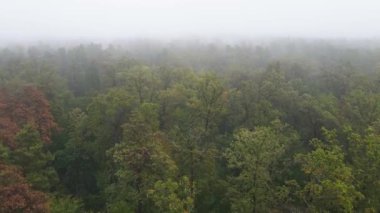Ormanın hava manzarasında sis var.