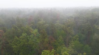 Ormanın hava manzarasında sis var.
