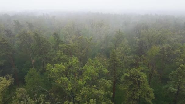 Brouillard dans la forêt vue aérienne