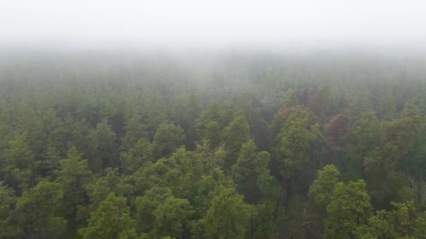 Nebbia nella foresta vista aerea — Video Stock