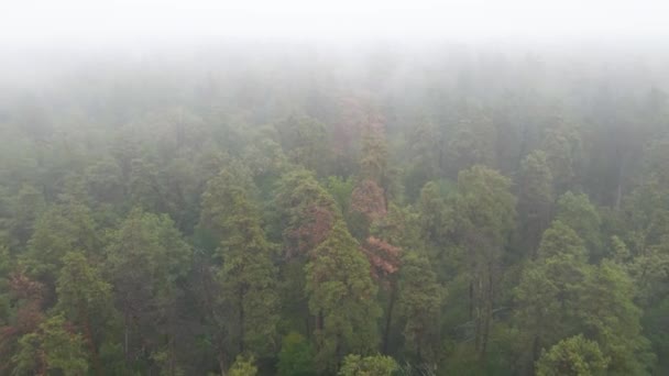 Nebbia nella foresta vista aerea — Video Stock